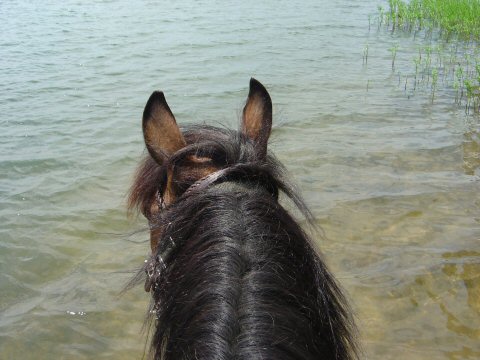 Trail Riding Peruvian Paso geldings at Sportsmans Lake Equestrian Riding Trails